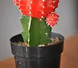 Moon Cactus (Grafted,RED) – Cactus Plant