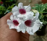 VARIEGATED TECOMA FLOWERING PLANT