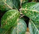 Aglaonema Pink Dalmatian Live Plant – Pink Speckled Indoor Ornamental Plant