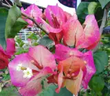 Bougainville flowering plants(CHITRA)