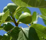 Big Leaf Anjura - Fruit Plant