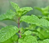 MINT(PUDINA)PLANT