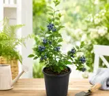 Blueberry Fruit Plant – Healthy Live Plant for Home Garden