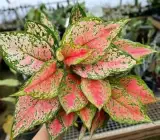Aglaonema Pink Red Valentine Live Indoor Plant – Colorful Decorative Foliage Plant