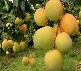 Alphonso Mango -Grafting Plant