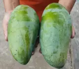 Nurjahan Mango Plant