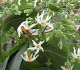 All Time Night flowers plants