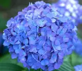 Hybrid Hydrangea FLOWERING plants(BLUE)