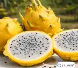 Yellow Dragon Fruit Plant – Sweet Yellow Pitaya Live Fruit Plant
