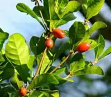Miracle Fruit Live Plant – Synsepalum Dulcificum Premium Exotic Berry Plant