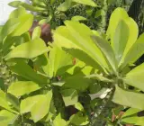 Phoni Monasa Plant
