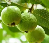 Thailand sweet Guava Plant