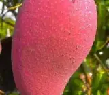 Tai One Red Mango - Grafting Plant
