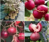 RUBI RANGHON FRUIT PLANT