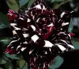 Black Abracadabra Rose Plants