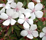 Tibouchina FLOWERING PLANT(WHITE)