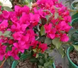Partha Sarothi Veriket Bougainvellia