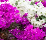 Chinese White Pink Berry Bougainvillea