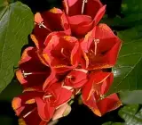 DOMBEYA FLOWERING PLANT(RED)