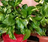 Money plants