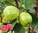 Lalit Guava Grafted Fruit Plant – Premium Sweet Guava Live Plant