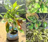 Thai Olive grafting fruit plant