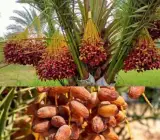 Dwarf Arabian Date Plant