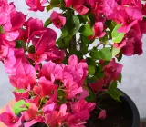 Egg Bougain Bougainvillea
