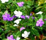 YESTERDAY TODAY TOMORROW FLOWERING PLANT