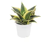 SNAKE PLANT DWARF VARIETY