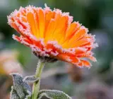 Calendula flowers Plants
