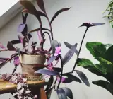 Purple heart HANGING PLANT