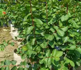 FRUSH FLOWERING PLANT(WHITE)