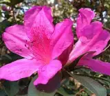 Azalea FLOWERING PLANTS(PURPLE)