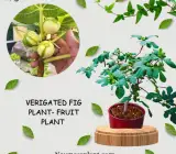 Verigated fig plant- Fruit Plant & and Tree