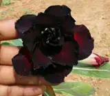 Adenum -Grafting plant (black)
