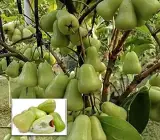 Thai Verity Green Wax Apple Plant
