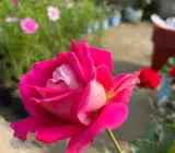 Rose flowers plants