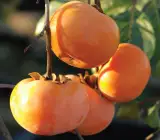 Persimmon Fruit-Graftingf Plant