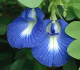 Asian pigeonwings Plant (Aparajita)BLUE