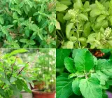 Ram Basil Plant