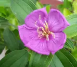 Tibouchina FLOWERING PLANT