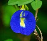Nilkantha Flower Plant