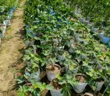 FIVE FINGERS FIG PLANT
