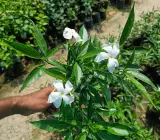 SENTED TAGAR FLOWERING PLANT