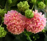 DOMBEYA FLOWERING PLANT(PINK)