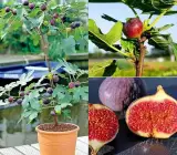 FIVE FINGERS FIG PLANT