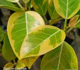 VARIAGATED BOT LIVE PLANT