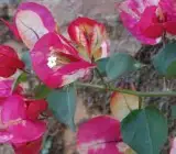 Bougainville flowering plants(CHITRA)