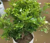 KAMINI FLOWERING PLANT